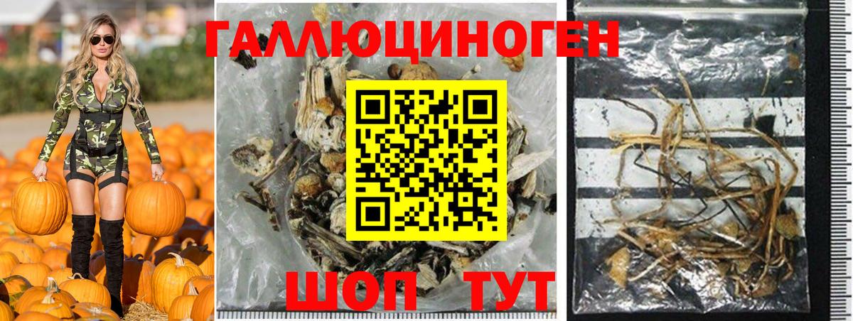 Галлюциногенные грибы Psilocybine cubensis Еманжелинск